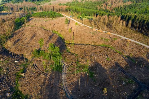 Forest dieback in the Arnsberg Forest nature park Park, cleared areas, over 70 per cent of the