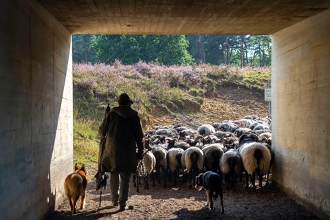 Herd of Heidschnucken, in the Höpener Heide, on the way back to the stable, running through a road