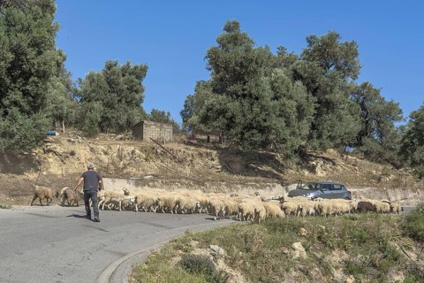 Flock of sheep running sheep running in front of shepherd on blocking road small country road