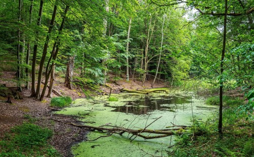 Landscape at Hellsee in Lanke, Bernau, Brandenburg, Germany, Europe