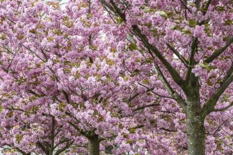 Japanese flowering cherry (Prunus serrulata Kanzan), Emsland, Lower Saxony, Germany, Europe