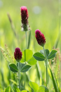 Incarnate clover (Trifolium incarnatum), Emsland, Lower Saxony, Germany, Europe