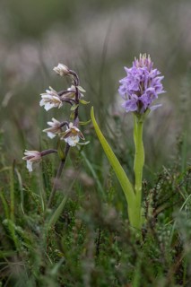 Marsh helleborine (Epipactis palustris) and Southern marsh orchid (Dactylorhiza praetermissa),