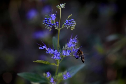 Clandon caryopteris (caryopteris x clandonensis), flower, flowering, Germany, Europe