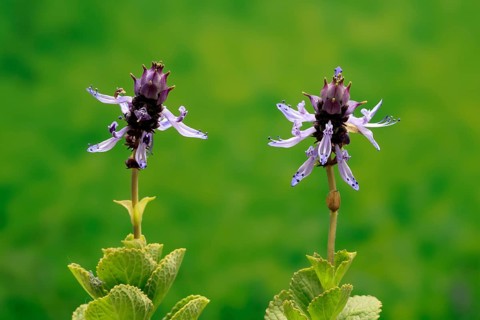 Piss-off plant (Plectranthus ornatus), cat repellent, flowering, Elllerstadt, Germany, Europe