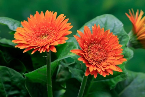 Gerbera (Gerbera), blooming, flowers, orange, Ellerstadt, Germany, Europe