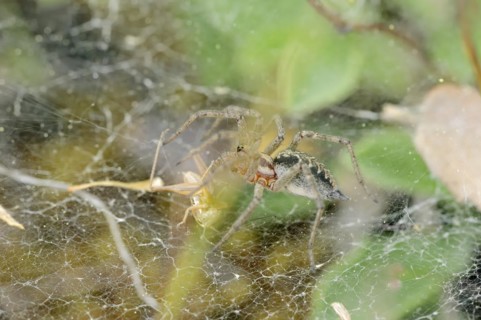 Common labyrinth spider (Agelena labyrinthica), female in web, Provence, South of France