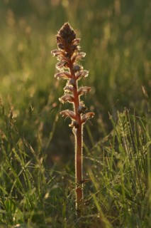Common broomrape (Orobanche minor) against the light, Provence, southern France
