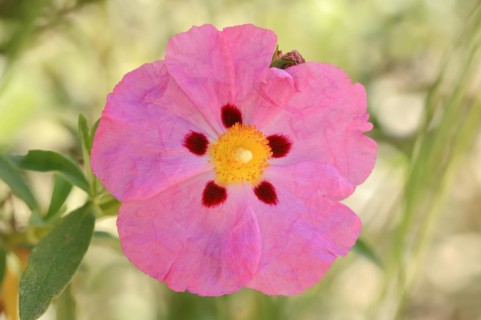 Pupur cistus (Cistus x purpureus), flower, ornamental plant, Provence, southern France