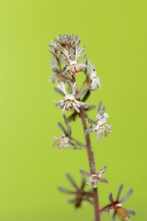Small Reseda or corn mignonette (Reseda phyteuma), flowers, Provence, southern France