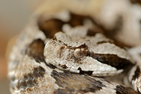 Asia Minor mountain viper or Turkish mountain viper (Montivipera xanthina, Vipera xanthina),