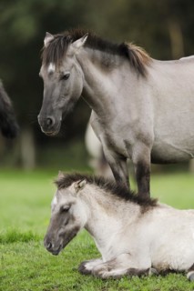 Dülmener Wildpferd, mare with foal, Merfelder Bruch, Dülmen, North Rhine-Westphalia, Germany,