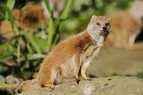 Yellow mongoose (Cynictis penicillata), captive, occurrence in Africa