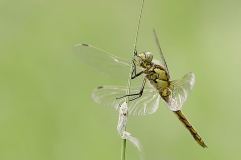 Black-tailed skimmer (Orthetrum cancellatum), female, North Rhine-Westphalia, Germany, Europe
