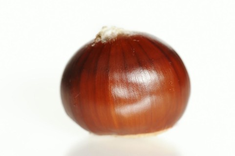 Sweet chestnut or sweet chestnut (Castanea sativa), fruit, chestnut on a white background