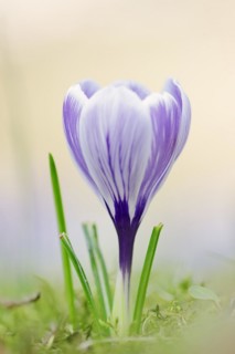 Flowering crocus (Crocus spec.) in spring, North Rhine-Westphalia, Germany, Europe