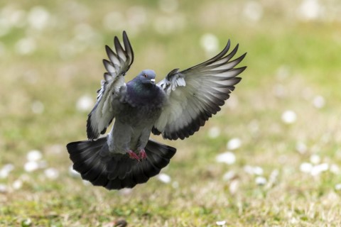 City dove (Columba livia forma domestica) in flight, wildlife, Germany, Europe