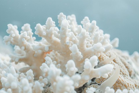 White bleached coral reef caused by change in ocean temperature. KI generiert, generiert, AI