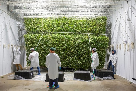 Paw Paw, Michigan, Migrant farmworkers at Grasshopper Farms hang the newly-harvested cannabis on