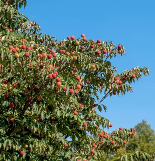 Japanese flowering dogwood (Cornus kousa), fruits, Münsterland, North Rhine-Westphalia, Germany,