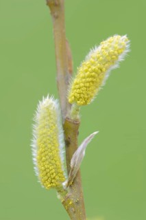 White willow (Salix alba), male flowers in spring, willow catkins, North Rhine-Westphalia, Germany,