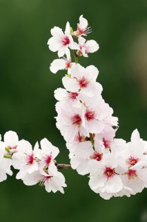 Almond tree (Prunus dulcis, Prunus amygdalus), blossoms, Hessische Bergstrasse, Hesse, Germany,