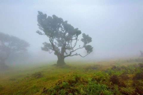 Einzelner Baum in einer nebligen und mystischen Landschaft, die eine ruhige Atmosphäre ausstrahlt,