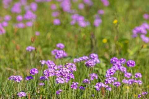 Bird's-eye primrose (Primula farinosa) in bloom on a meadow