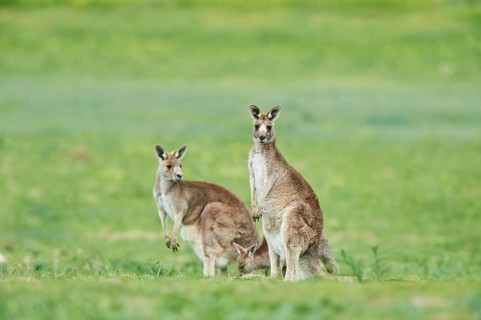 Close-up of eastern grey kangaroos (Macropus giganteus) wildlife on a meadow in Australia