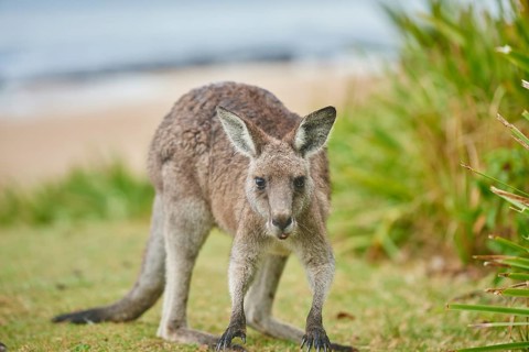 Close-up of an eastern grey kangaroo (Macropus giganteus) wildlife on a meadow in Australia