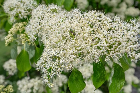Giant dogwood flowers, Bavaria, Germany, Europe