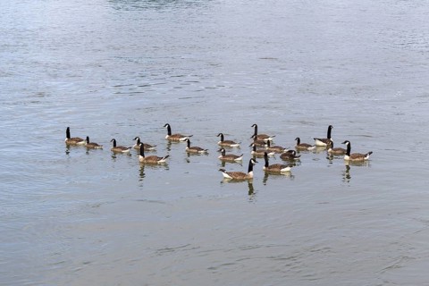 Canada geese (Branta canadensis), group, Baden-Württemberg, Germany, Europe