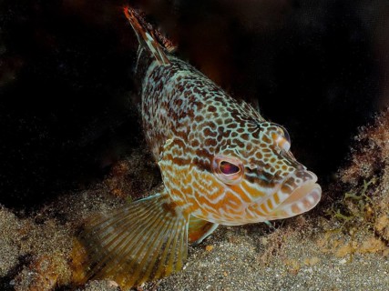Fish with a unique pattern, scribefish (Serranus scriba), close-up underwater. Dive site El Cabron