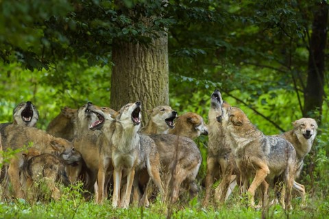 Wolf (Canis lupus), wolf pack standing and howling in a green forest area, summer, Germany, Europe