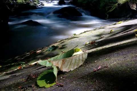 River Wesenitz, Liebethaler Grund, part of the Malerweg, summer, Saxon Switzerland, Saxony,