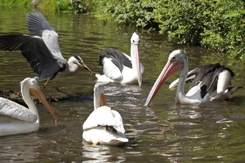 Grey heron (Ardea cinerea) australian pelicans (Pelecanus conspicillatus) left and in front