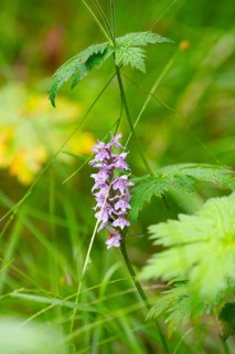 Moorland spotted orchid (Dactylorhiza maculata), nature photograph, close-up, vertical format,