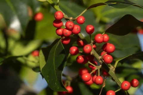 European holly (Ilex aquifolium) tree red berries on a branch in the autumn, Suffolk, England,