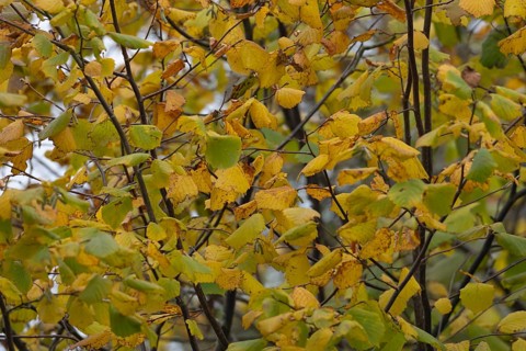 Common hazel (Corylus avellana) tree with yellow leaves in the autumn, Suffolk, England, United