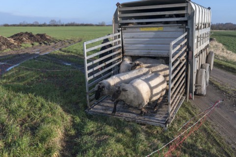 Black-headed domestic sheep (Ovis gmelini aries) run from the trailer to the pasture,