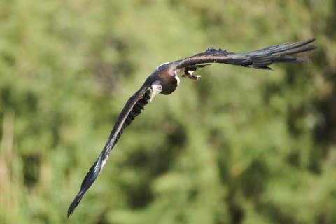 Abdim's Storks (Ciconia abdimii), flying, Spain, Europe