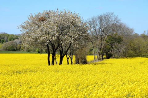 Flowering hawthorn trees in rapeseed field at Stenberget, Skurup municipality, Scania, Sweden,