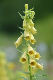 Large-flowered foxglove (Digitalis grandiflora, Digitalis ambigua), flowering, Bavaria, Germany,