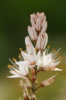 Asphodelus ramosus (Asphodelus ramosus), flowers, Provence, France, Europe