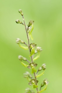 Large bifolium (Neottia ovata, Listera ovata), flowering, North Rhine-Westphalia, Germany, Europe