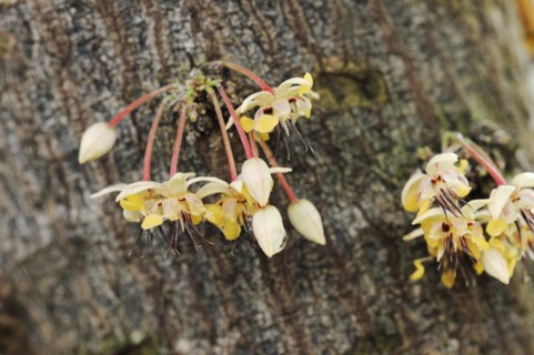 Cocoa tree (Theobroma cacao), flowers on the tree