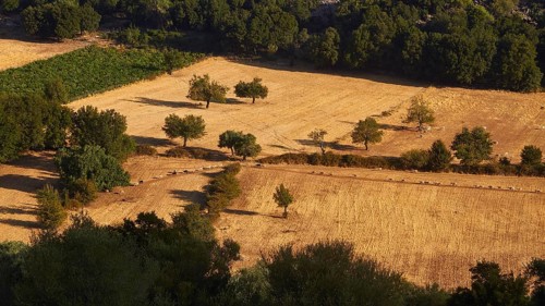 Olive trees and sheep in sunny fields in summer, Askifou Plateau, Askifou, Sfakia, West Crete,