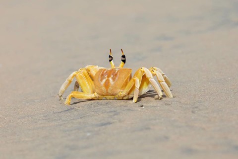 Horn-eyed Ghost crab (Ocypode brevicornis) at Marari Beach or beach, Mararikulam, Alappuzha