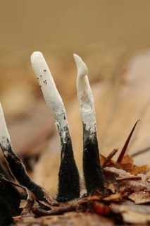 Candlestick fungus (Xylaria hypoxylon), North Rhine-Westphalia, Germany, Europe