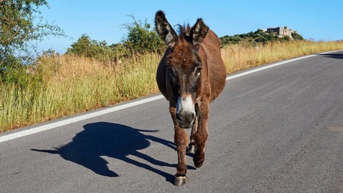 A donkey stands on a sunny road with blue sky in the background, farm animals, Mani Peninsula,